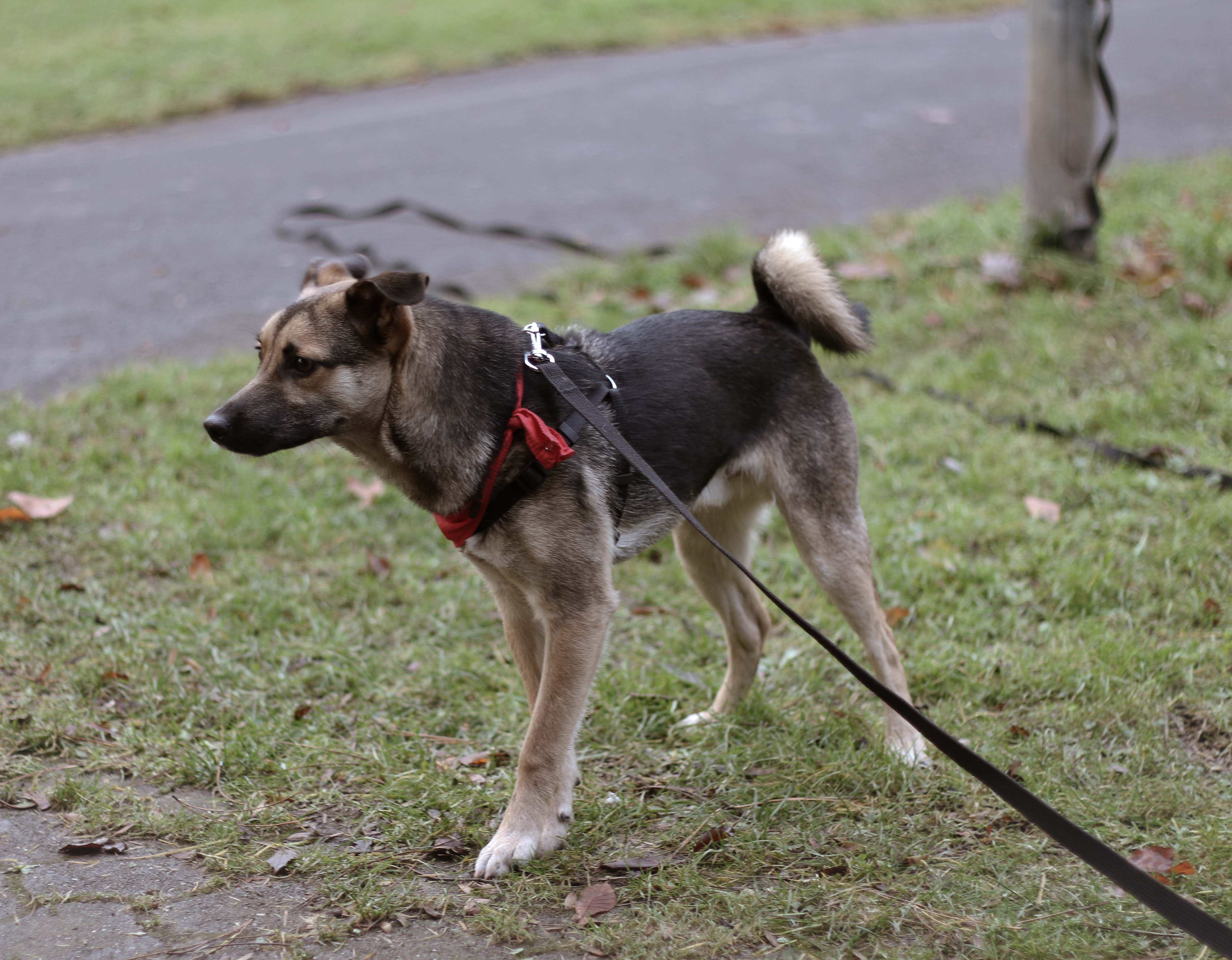 Isaac (Deutscher Schäferhund, Spitz) Deutscher Schäferhund Spitz 