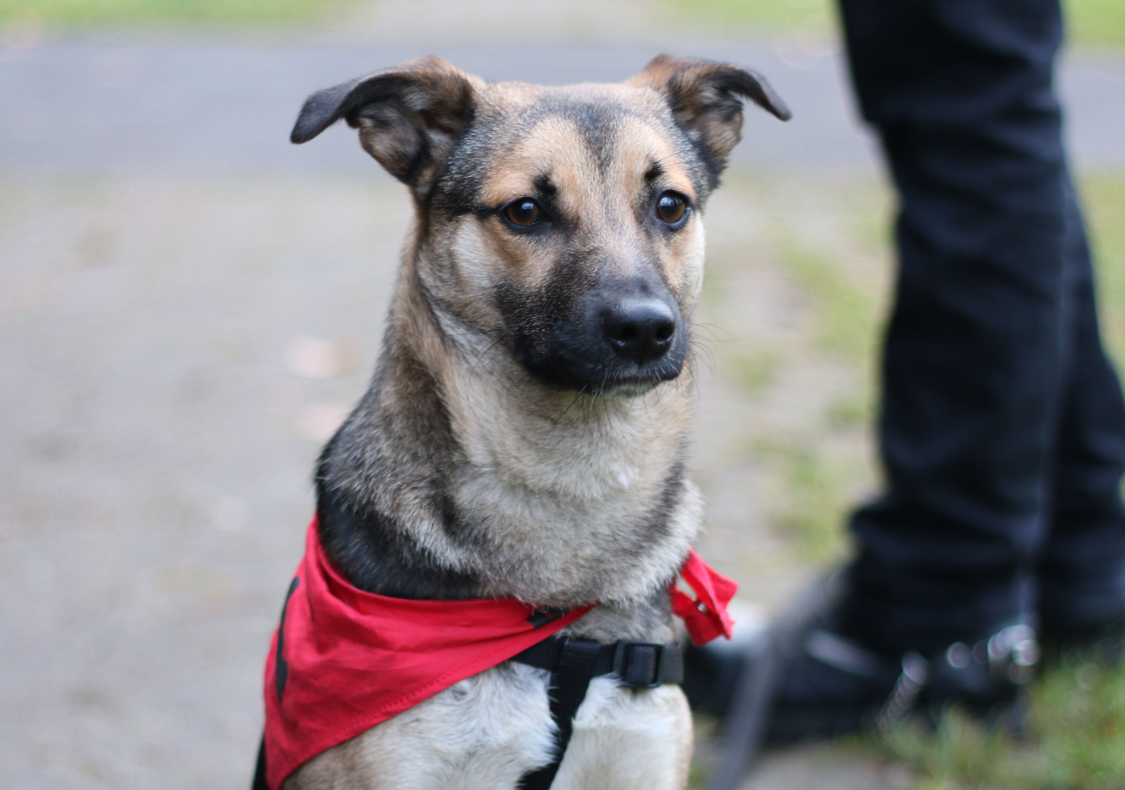 Isaac (Deutscher Schäferhund, Spitz) Deutscher Schäferhund Spitz 