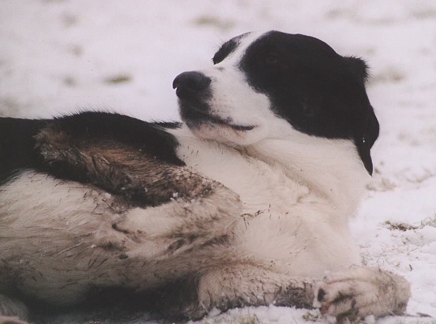 Emma (Berner Sennenhund, Collie) Berner Sennenhund Collie 