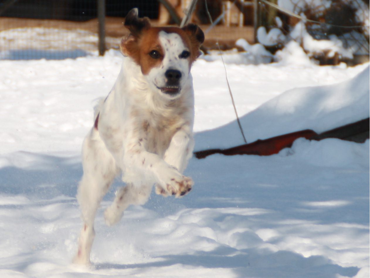 Mia (Epagneul Breton, Pointer) Epagneul Breton Pointer 