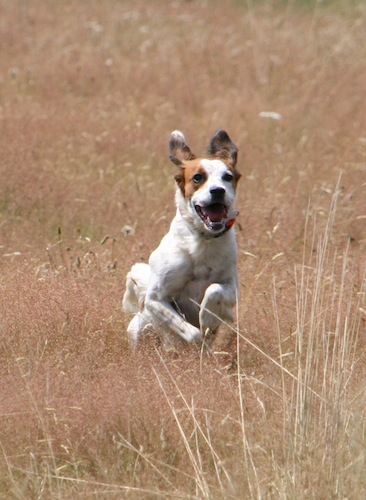 Mia (Epagneul Breton, Pointer) Epagneul Breton Pointer 