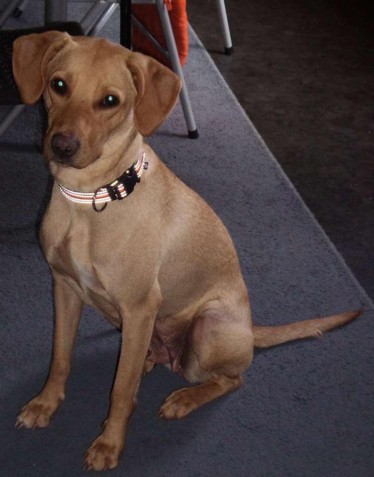 Jacky (Labrador, Magyar Vizsla) Mischling Mix