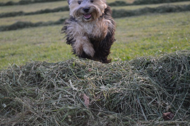 Willi (Briard, Dackel, Malteser, Yorkshire Terrier) Briard Dackel Malteser Yorkshire Terrier 