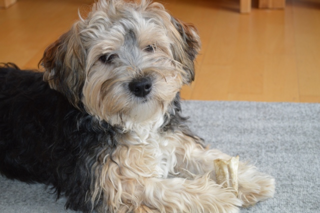 Willi (Briard, Dackel, Malteser, Yorkshire Terrier) Briard Dackel Malteser Yorkshire Terrier 