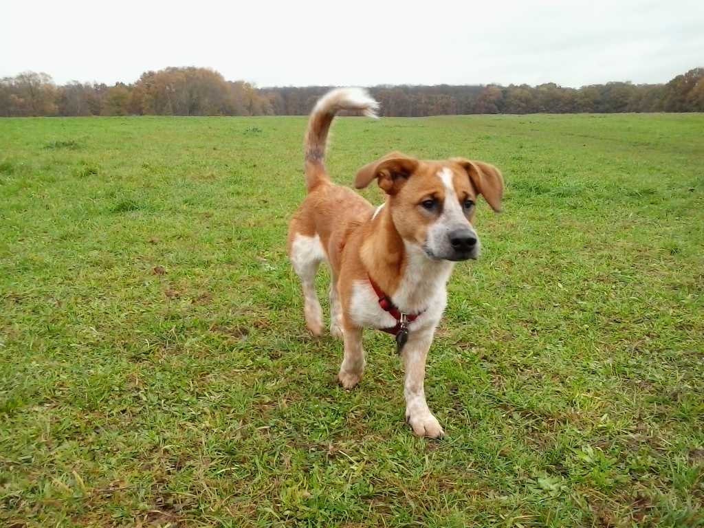 Scooby-Do (Unbekannt) Unbekannt 