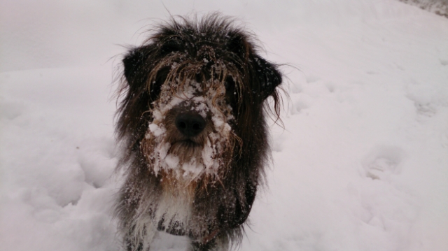 Jack (Malteser, Tibet Terrier, Westhighland Terrier, Yorkshire Terrier) Malteser Tibet Terrier Westhighland Terrier Yorkshire Terrier 