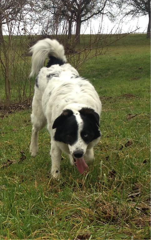 Nado (Border Collie, Pointer, Siberian Husky) Border Collie Pointer Siberian Husky 