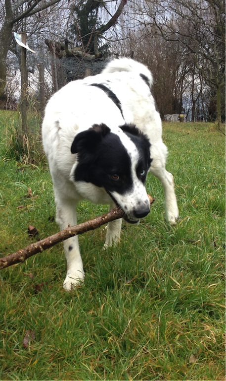 Nado (Border Collie, Pointer, Siberian Husky) Border Collie Pointer Siberian Husky 