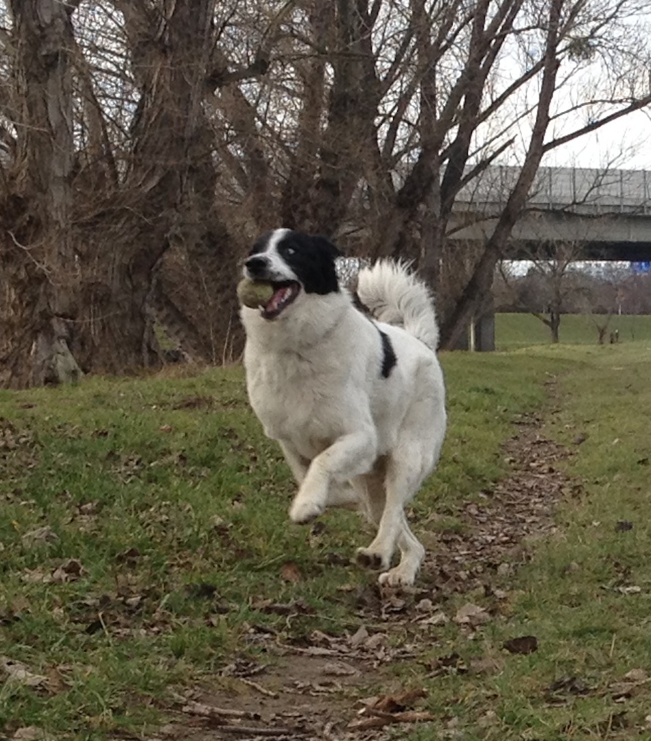 Nado (Border Collie, Pointer, Siberian Husky) Border Collie Pointer Siberian Husky 