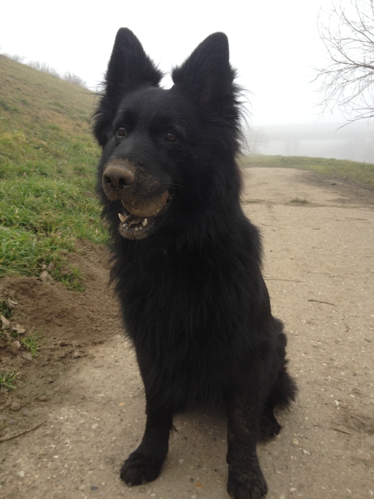 Johanna (Altdeutscher Hütehund, Unbekannt) Altdeutscher Hütehund Unbekannt 