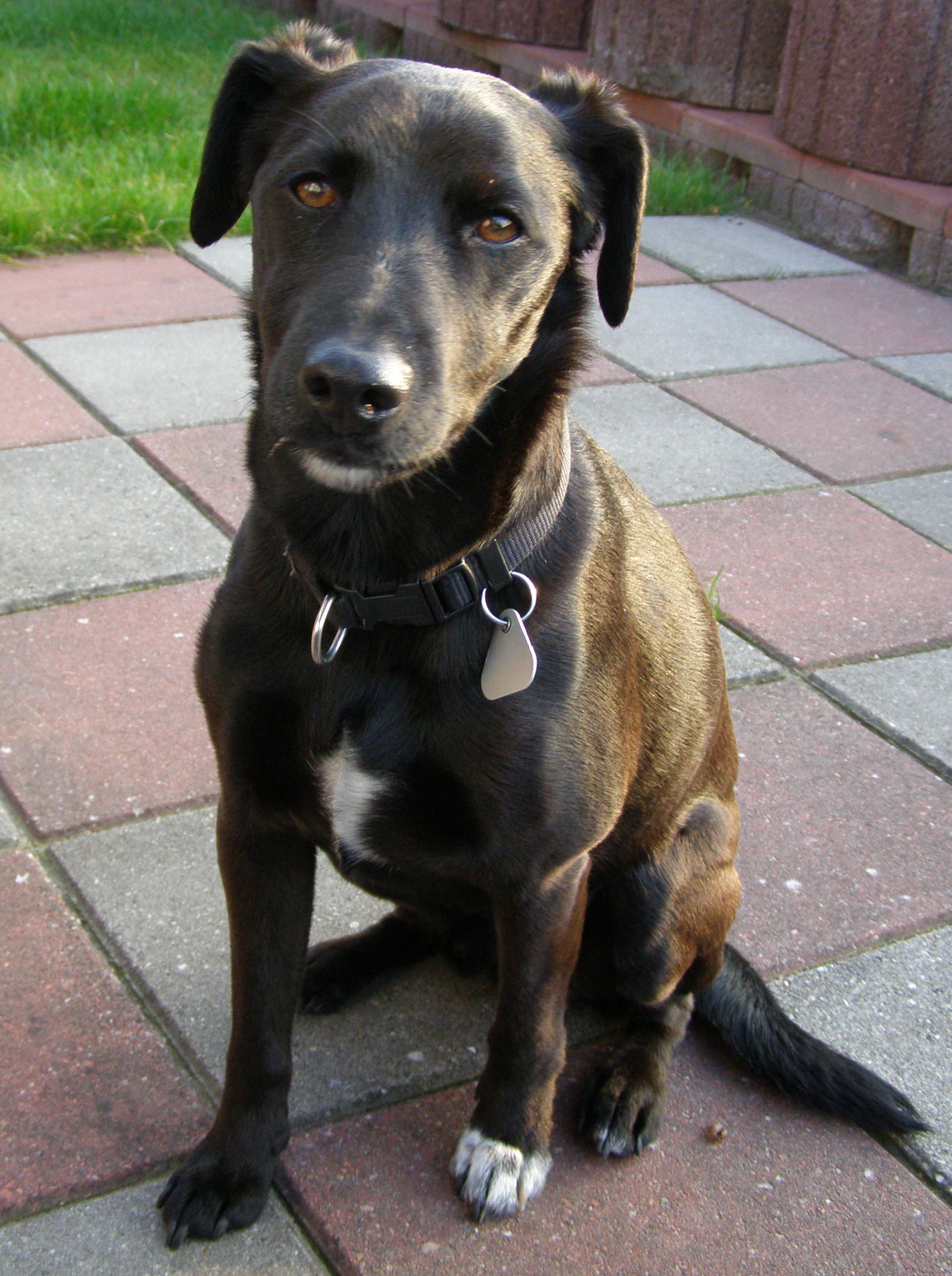 Krümel (Münsterländer, Jagdterrier) Jagdterrier Münsterländer 