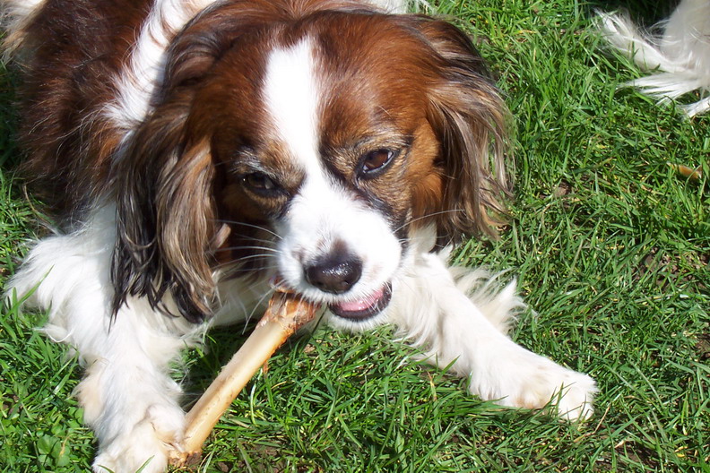 Debbie (Cavalier King Charles Spaniel, Papillon) Cavalier King Charles Spaniel Papillon 