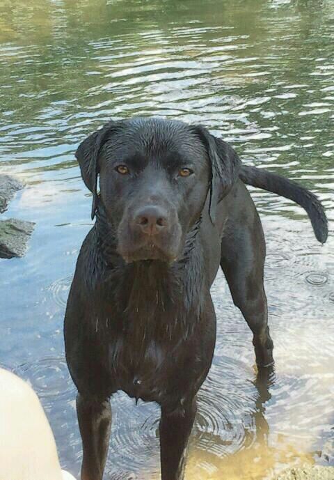 Ben (Dalmatiner, Labrador) Dalmatiner Labrador 