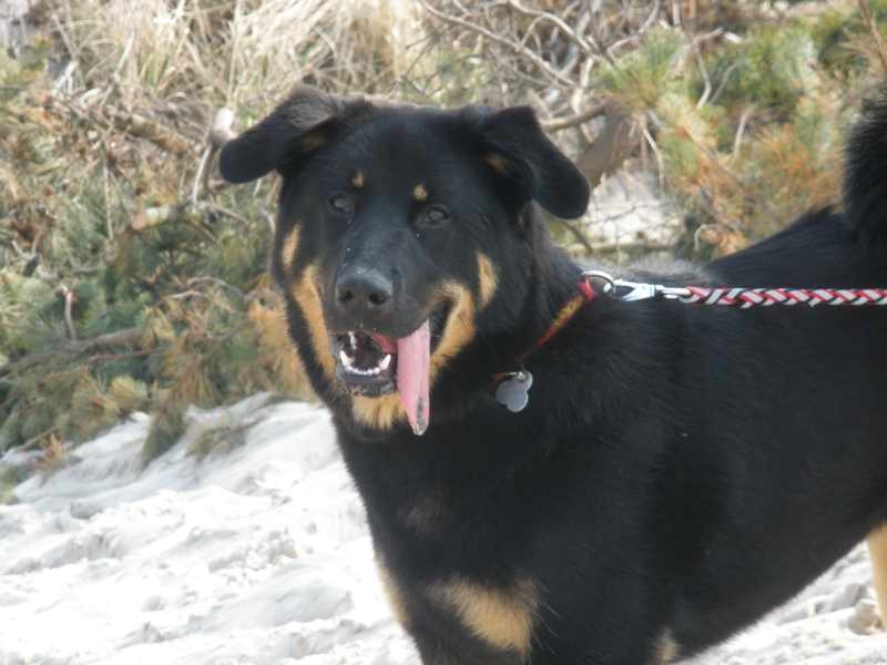 Sammy (Eurasier, Labrador) Eurasier Labrador 