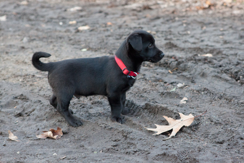 Loki (Labrador, Unbekannt) Labrador Unbekannt 