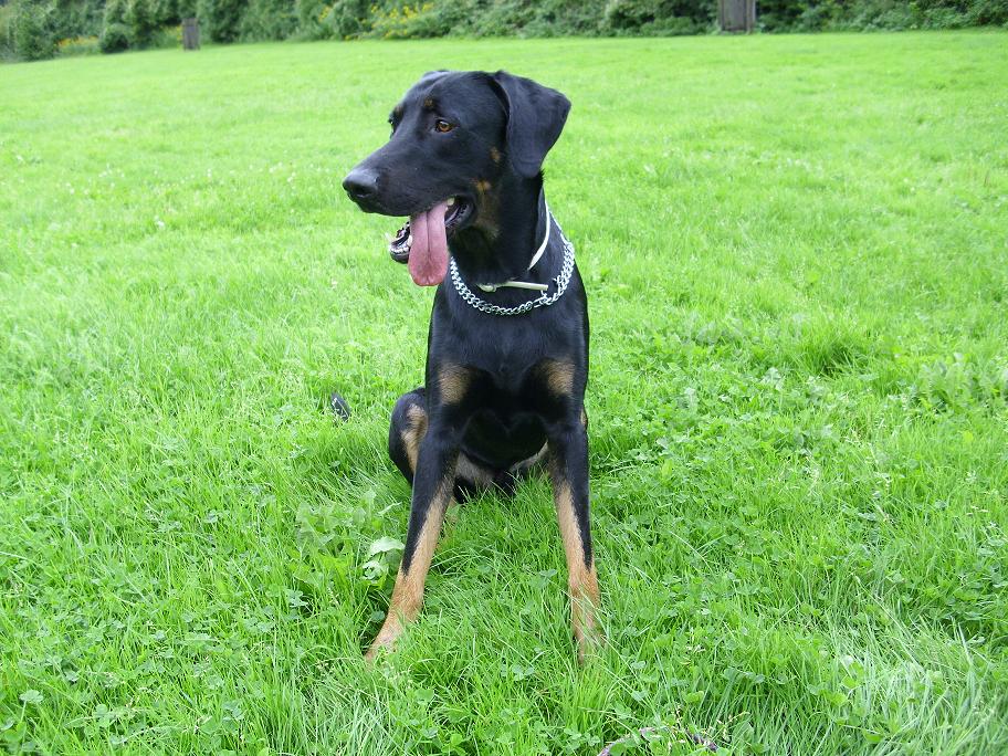 79+ Doberman Rottweiler Mix Dog