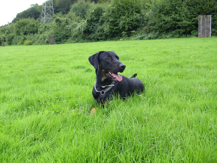 Armani (Dobermann, Rottweiler, Berner Sennenhund) Berner Sennenhund Dobermann Rottweiler 