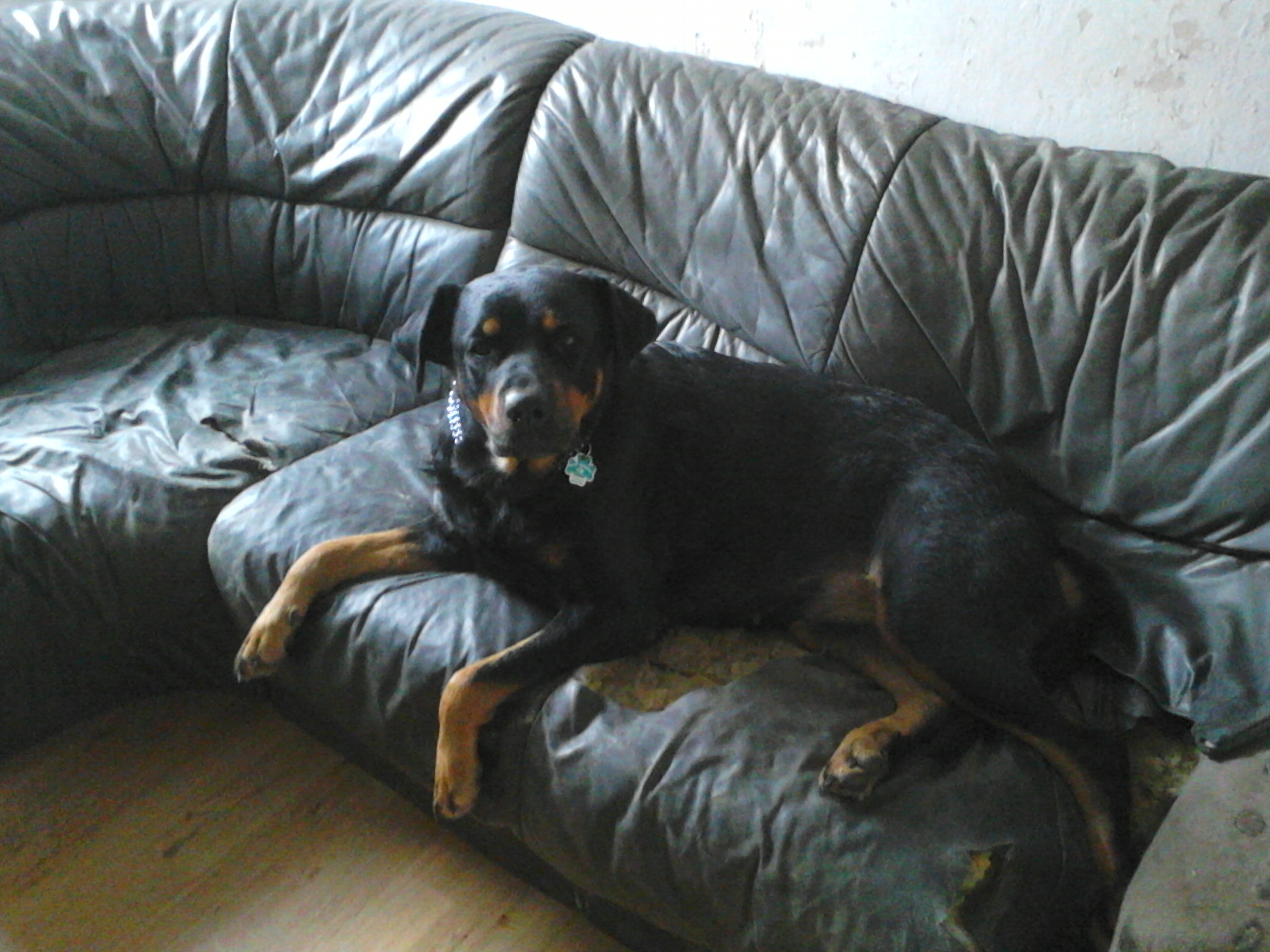 luna (Deutscher Schäferhund, Rottweiler) Deutscher Schäferhund Rottweiler 