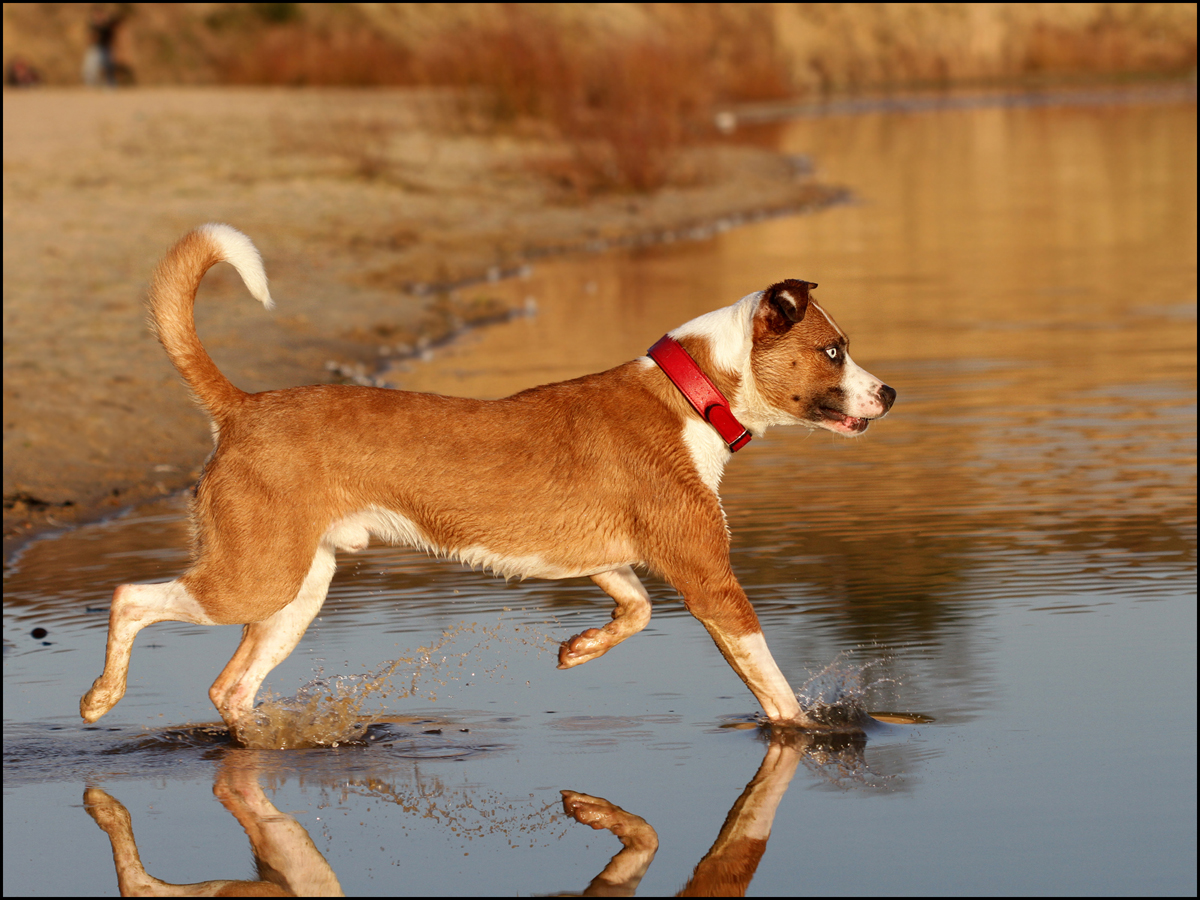 Jonnys Joe "Mojo" (American Bulldog, Australian Shepherd, Louisiana Catahoula Leopard Dog) American Bulldog Australian Shepherd Louisiana Catahoula Leopard Dog 