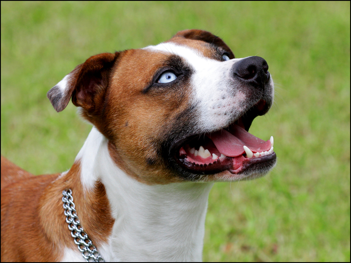 Jonnys Joe "Mojo" (American Bulldog, Australian Shepherd, Louisiana Catahoula Leopard Dog) American Bulldog Australian Shepherd Louisiana Catahoula Leopard Dog 