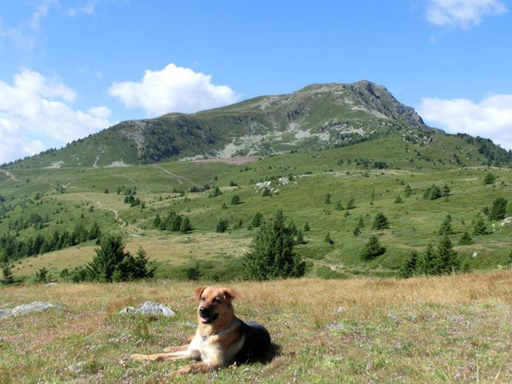 Rocky (Deutscher Schäferhund, Unbekannt) Deutscher Schäferhund Unbekannt 