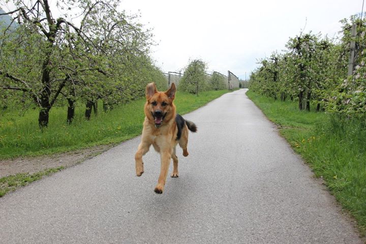 Rocky (Deutscher Schäferhund, Unbekannt) Deutscher Schäferhund Unbekannt 