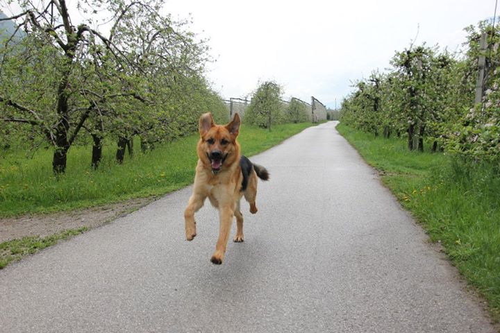 Rocky (Deutscher Schäferhund, Unbekannt) Deutscher Schäferhund Unbekannt 