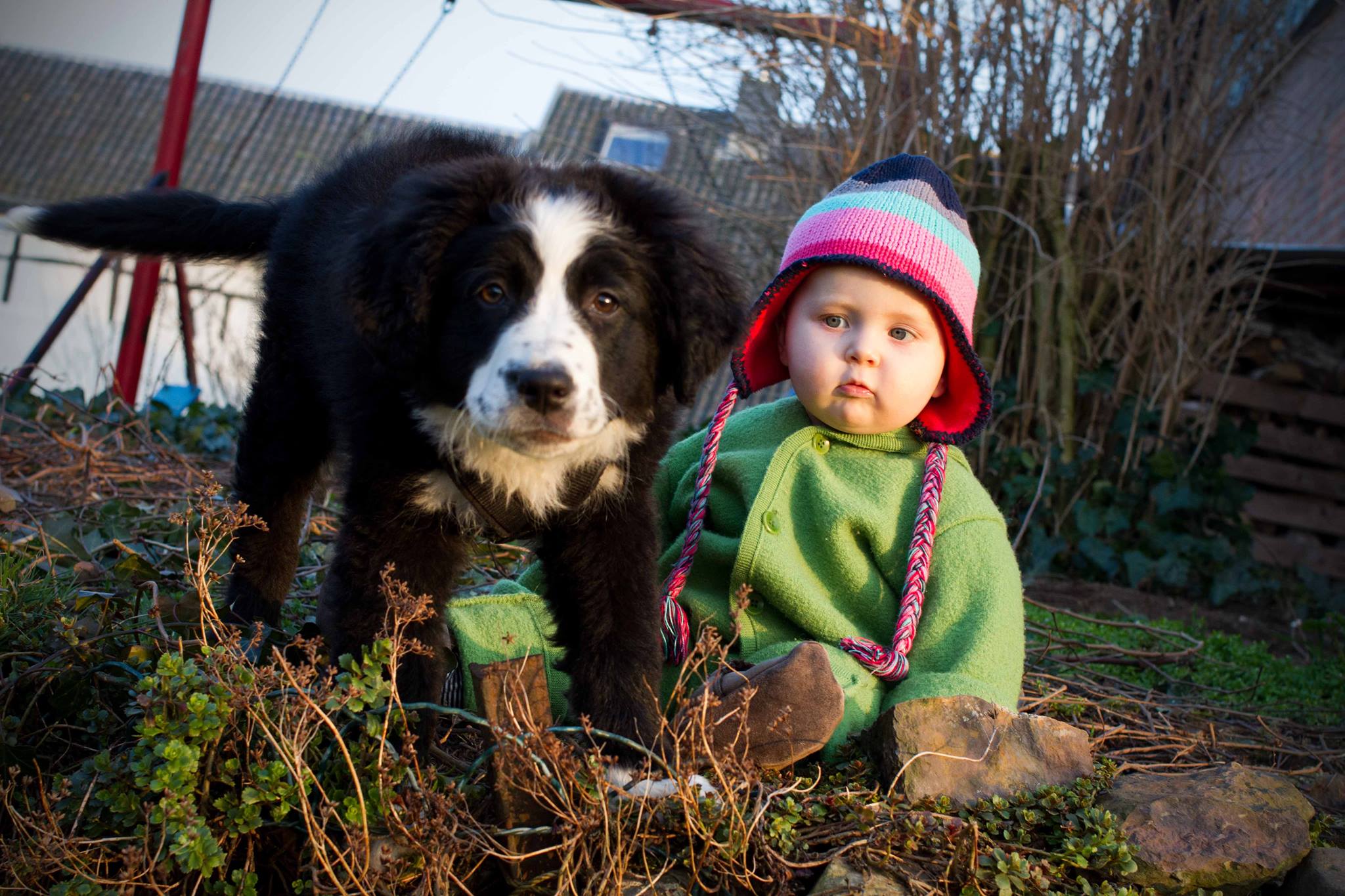 Yuna (Australian Shepherd, Berner Sennenhund) Australian Shepherd Berner Sennenhund 