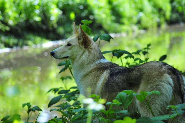 Kira (Collie, Siberian Husky) Collie Siberian Husky 