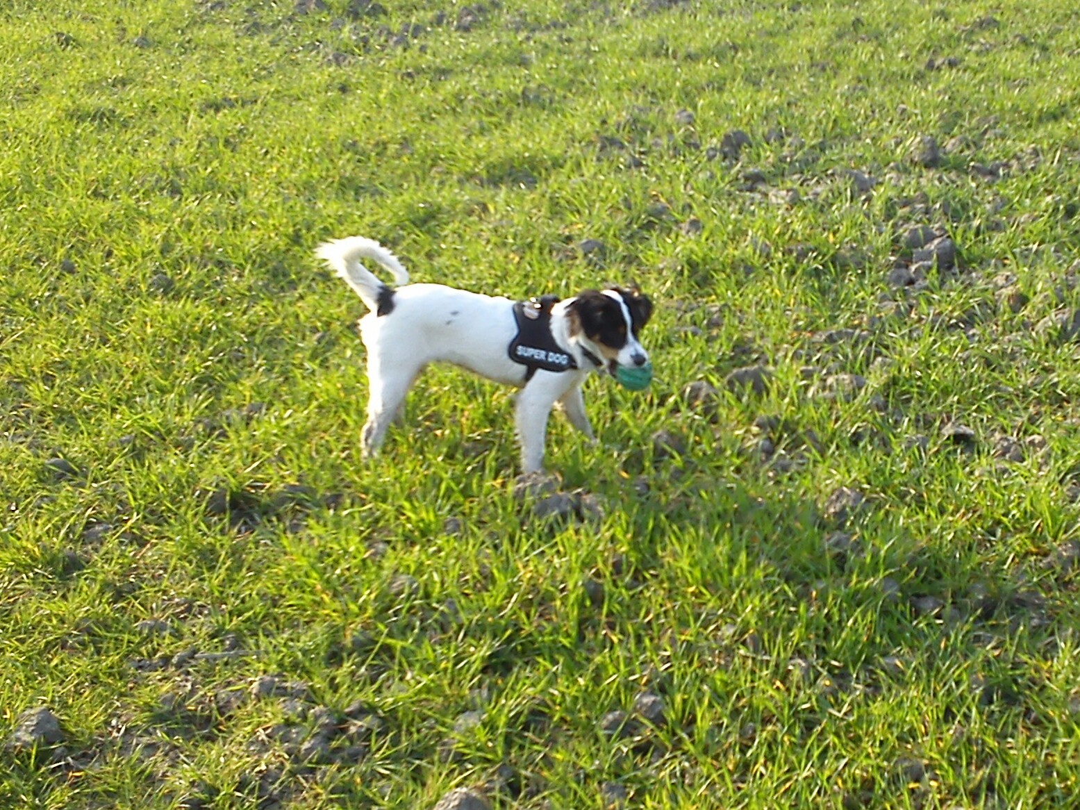 Odin (Jack Russell Terrier, Münsterländer) Jack Russell Terrier Münsterländer 