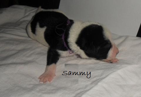 Sammy (Dalmatiner, Labrador, Podenco) Dalmatiner Labrador Podenco 