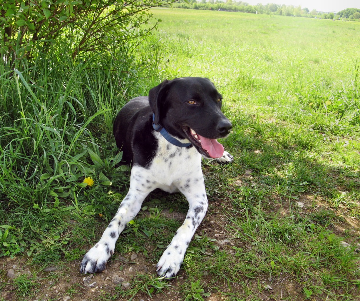 Tango (Labrador, Pointer) Labrador Pointer 