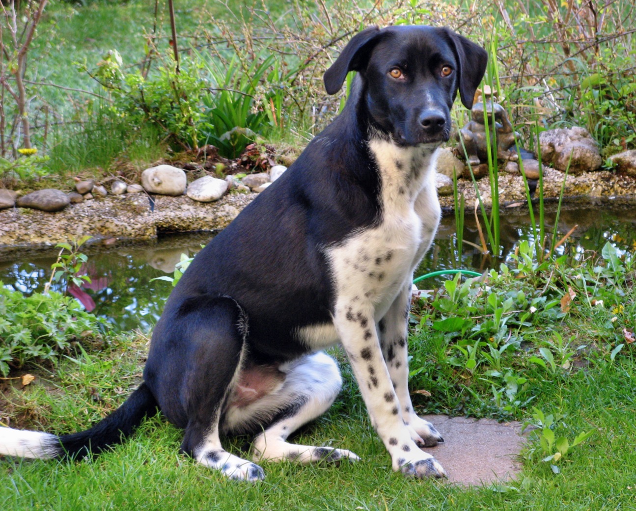 Tango (Labrador, Pointer) Labrador Pointer 