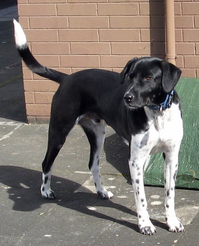 Tango (Labrador, Pointer) Labrador Pointer 