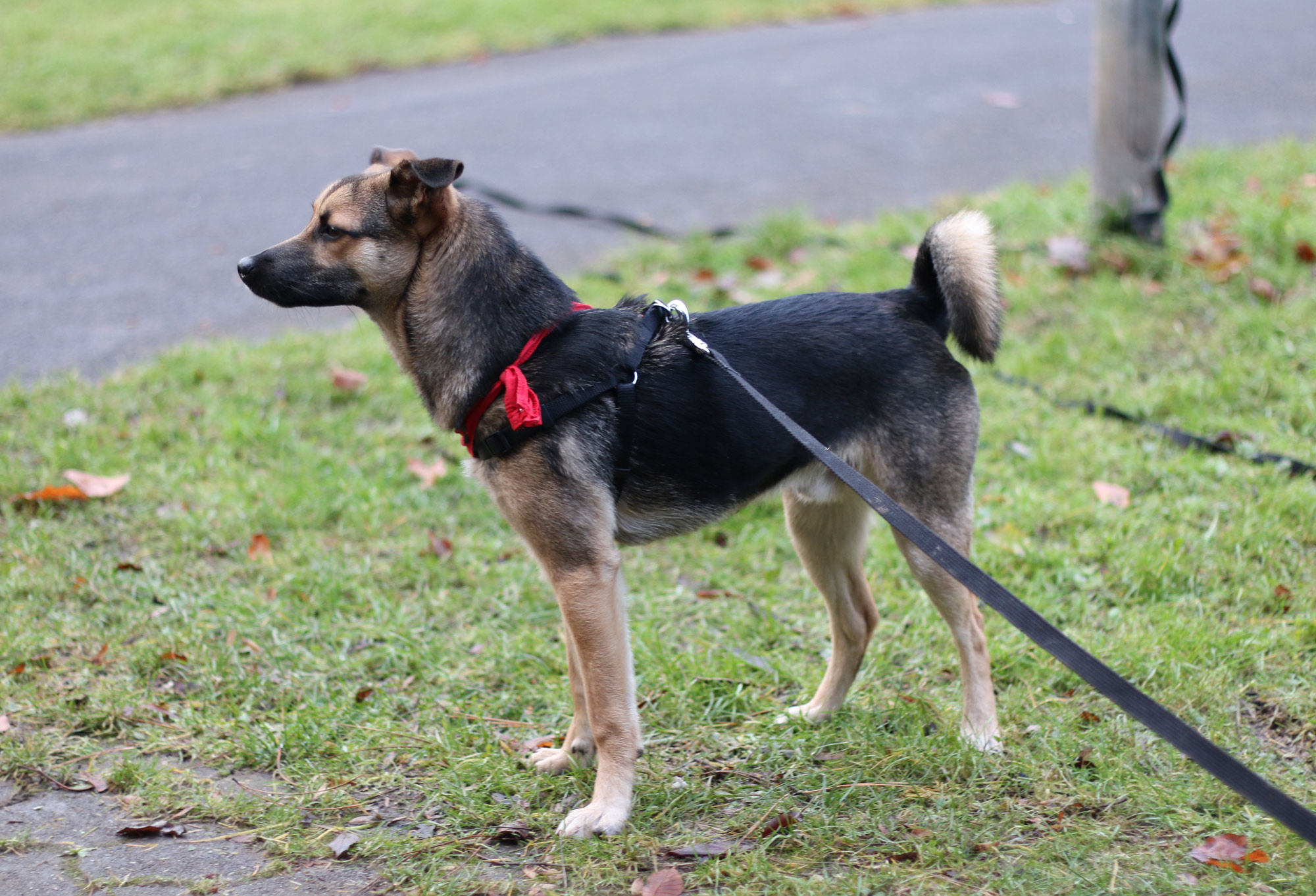 Isaac (Deutscher Schäferhund, Zwergspitz) Deutscher Schäferhund Zwergspitz 