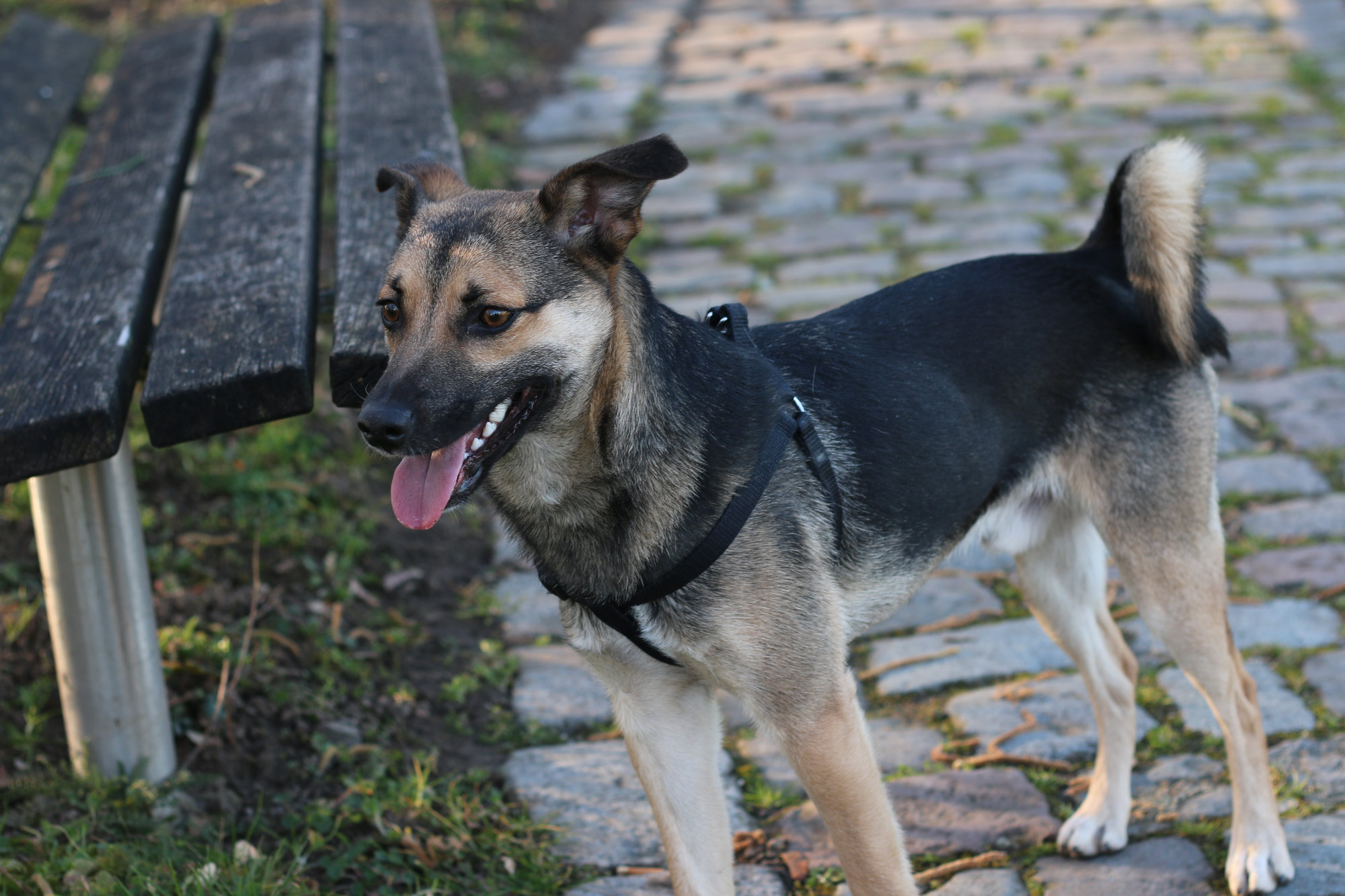 Isaac (Deutscher Schäferhund, Zwergspitz) Deutscher Schäferhund Zwergspitz 