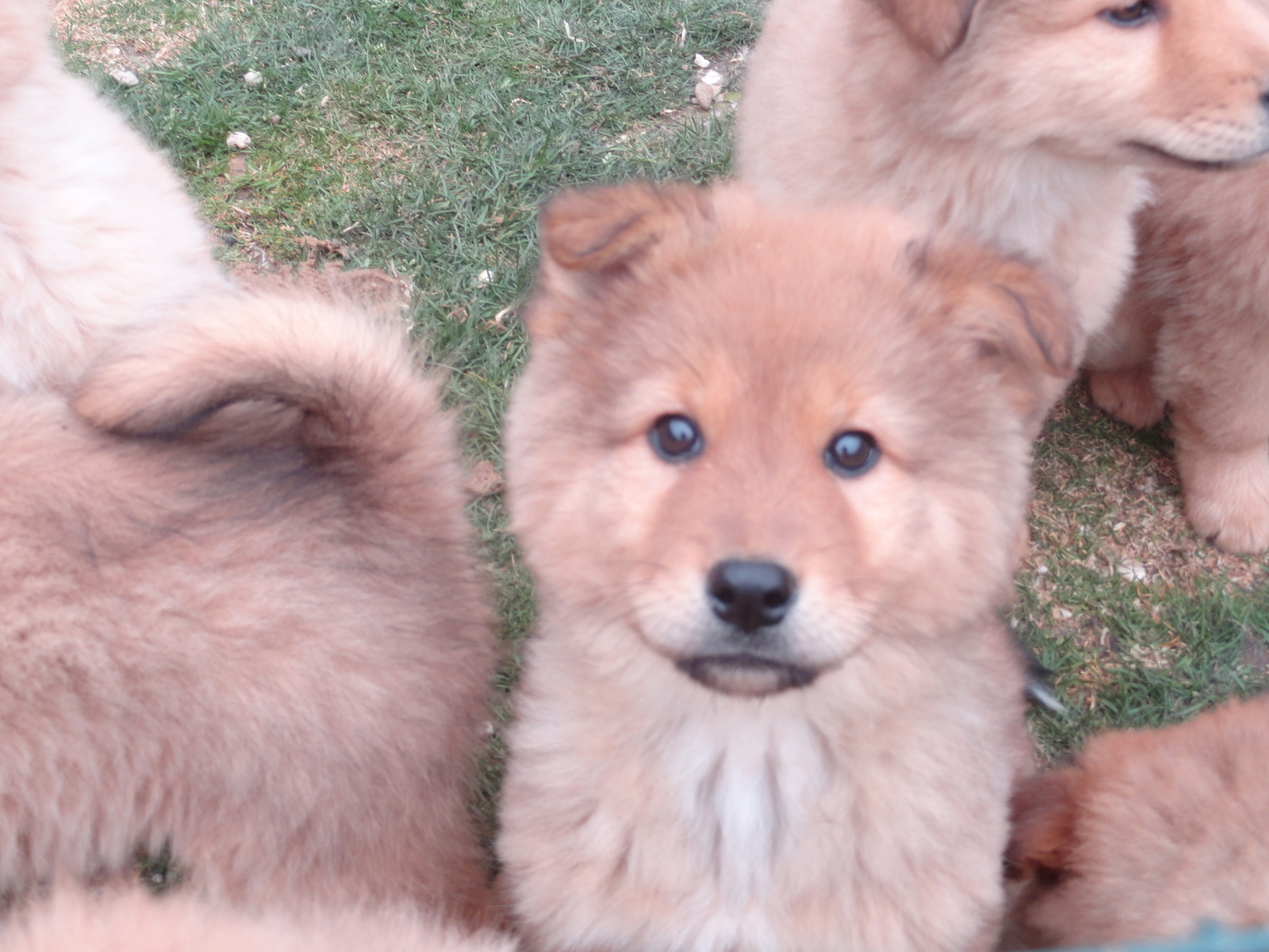 Filou (Australian Shepherd, Shar Pei) Australian Shepherd Shar Pei 