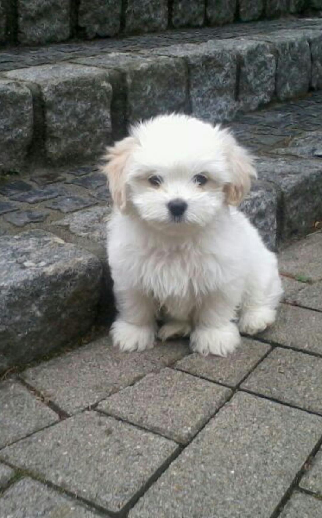 Gizmo (Havaneser, Malteser, Shih Tzu) Havaneser Malteser Shih Tzu 