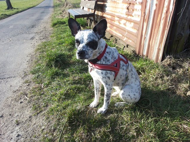 Maya (Australian Cattle Dog, Französische Bulldogge) Australian Cattle Dog Französische Bulldogge 