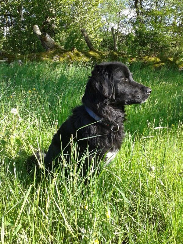 Blacky (Appenzeller Sennenhund, Collie, Golden Retriever, Labrador) Appenzeller Sennenhund Collie Golden Retriever Labrador 