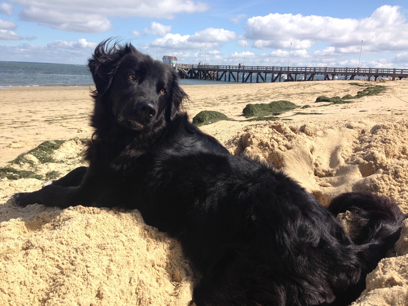 Blacky (Appenzeller Sennenhund, Collie, Golden Retriever, Labrador) Appenzeller Sennenhund Collie Golden Retriever Labrador 