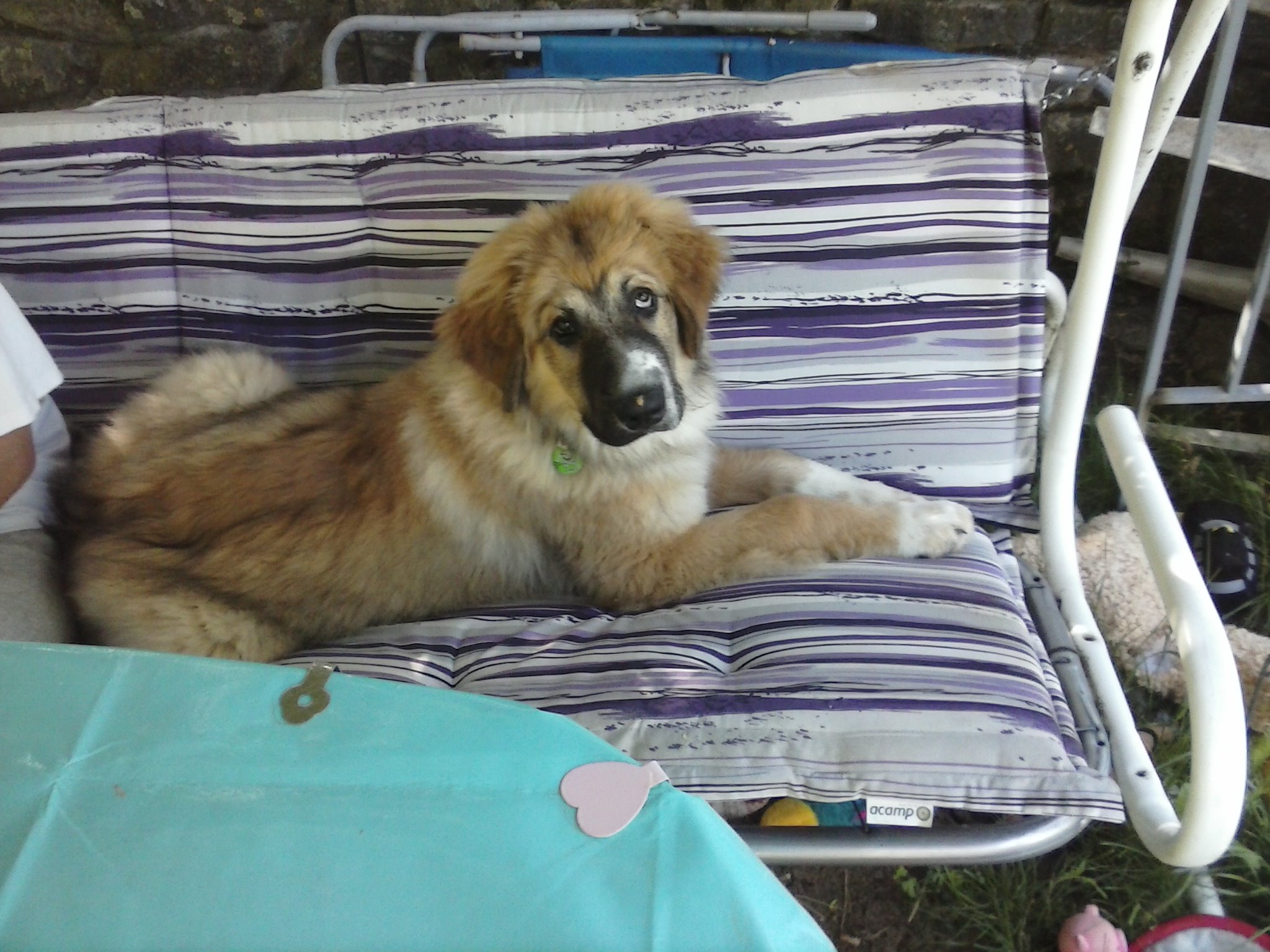 Manni (Leonberger, Pyrenäenberghund) Leonberger Pyrenäenberghund 