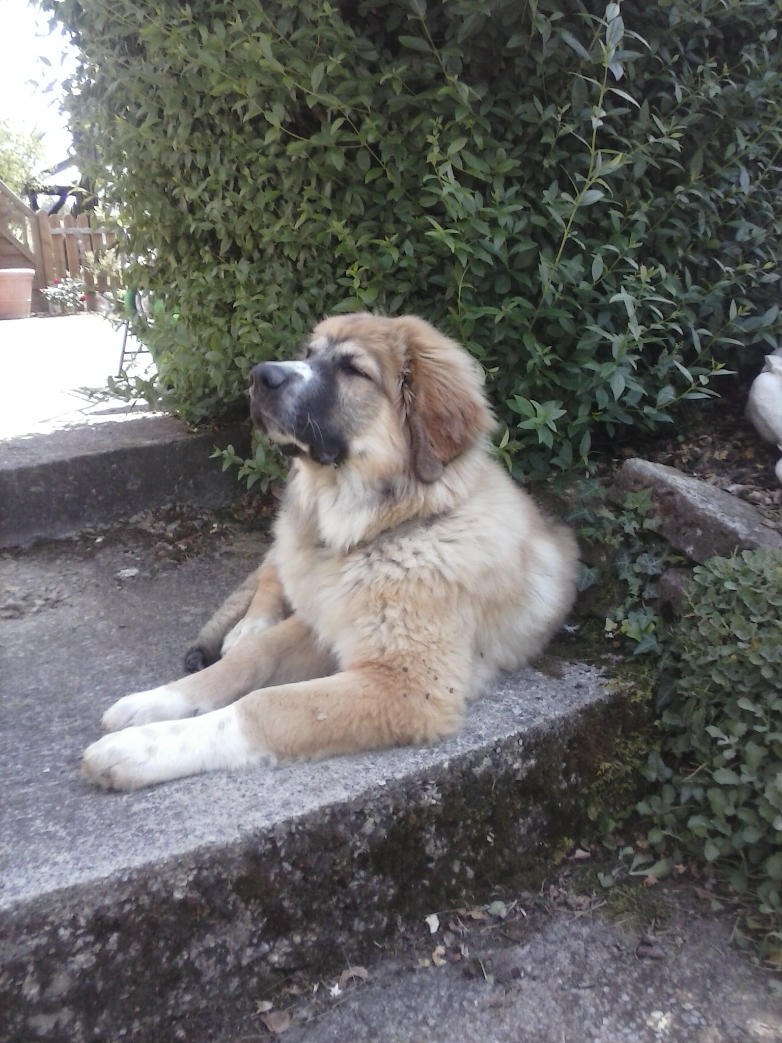 Manni (Leonberger, Pyrenäenberghund) Leonberger Pyrenäenberghund 