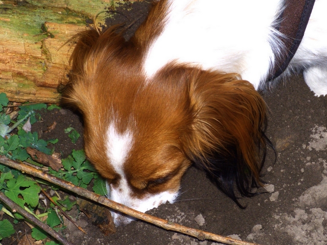 Luna (Kooikerhondje, Unbekannt) Kooikerhondje Unbekannt 