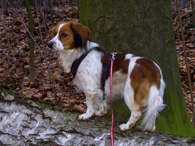 Luna (Kooikerhondje, Unbekannt) Kooikerhondje Unbekannt 