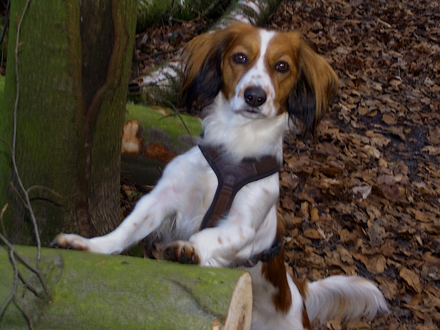 Luna (Kooikerhondje, Unbekannt) Kooikerhondje Unbekannt 