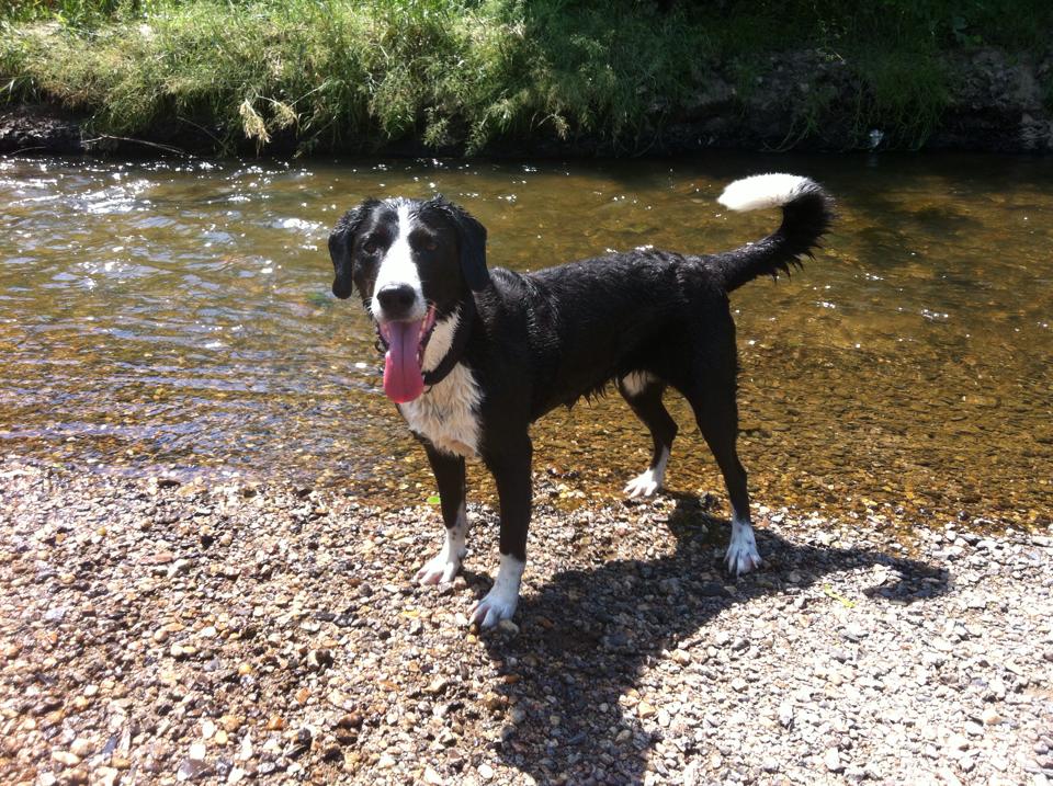 Kein Name (Berner Sennenhund, Border Collie, Labrador) Berner Sennenhund Border Collie Labrador 