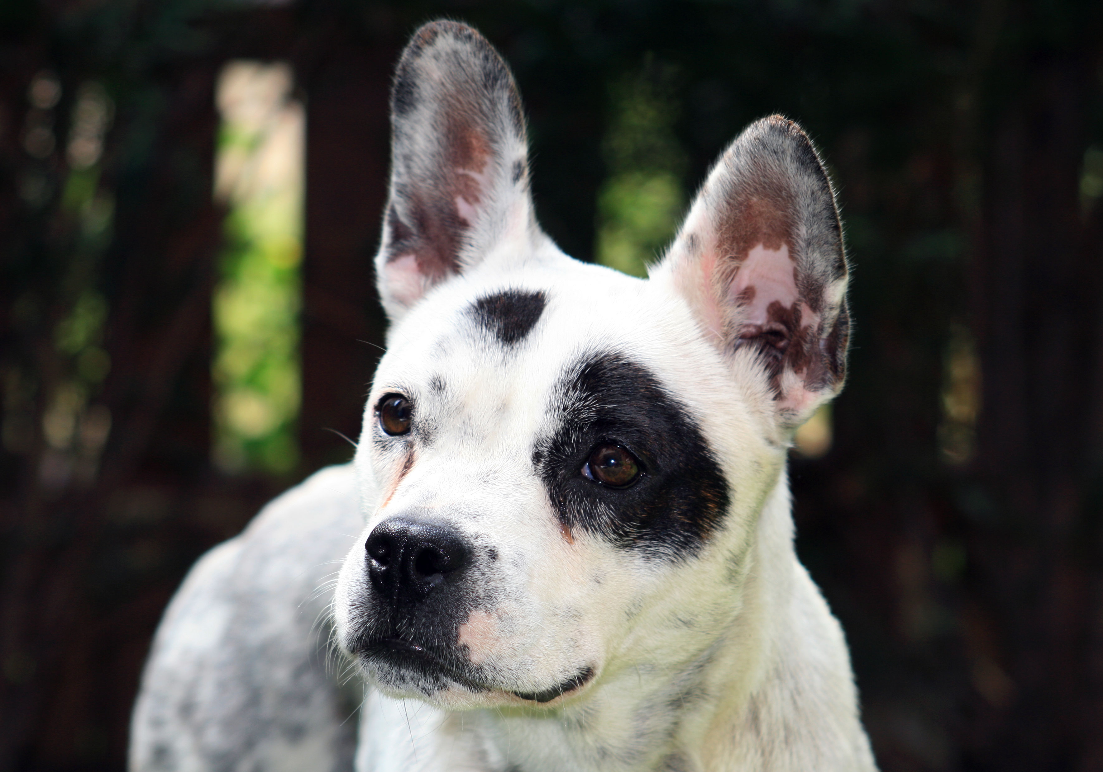 Mascha (Australian Cattle Dog, Französische Bulldogge) Australian Cattle Dog Französische Bulldogge 