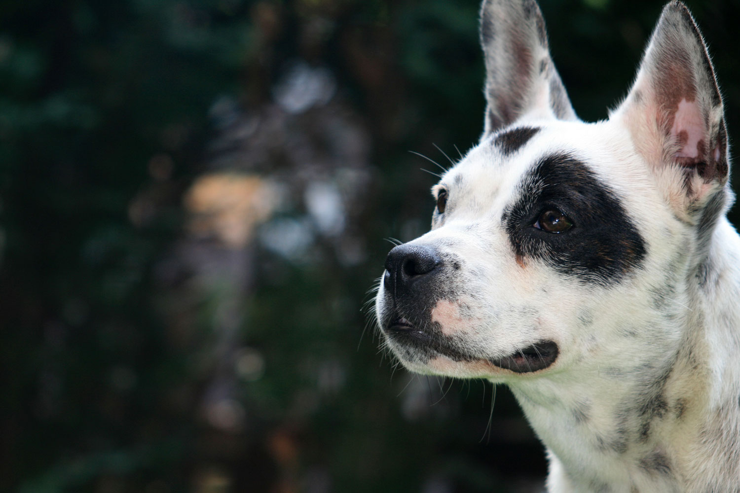 Mascha (Australian Cattle Dog, Französische Bulldogge) Australian Cattle Dog Französische Bulldogge 