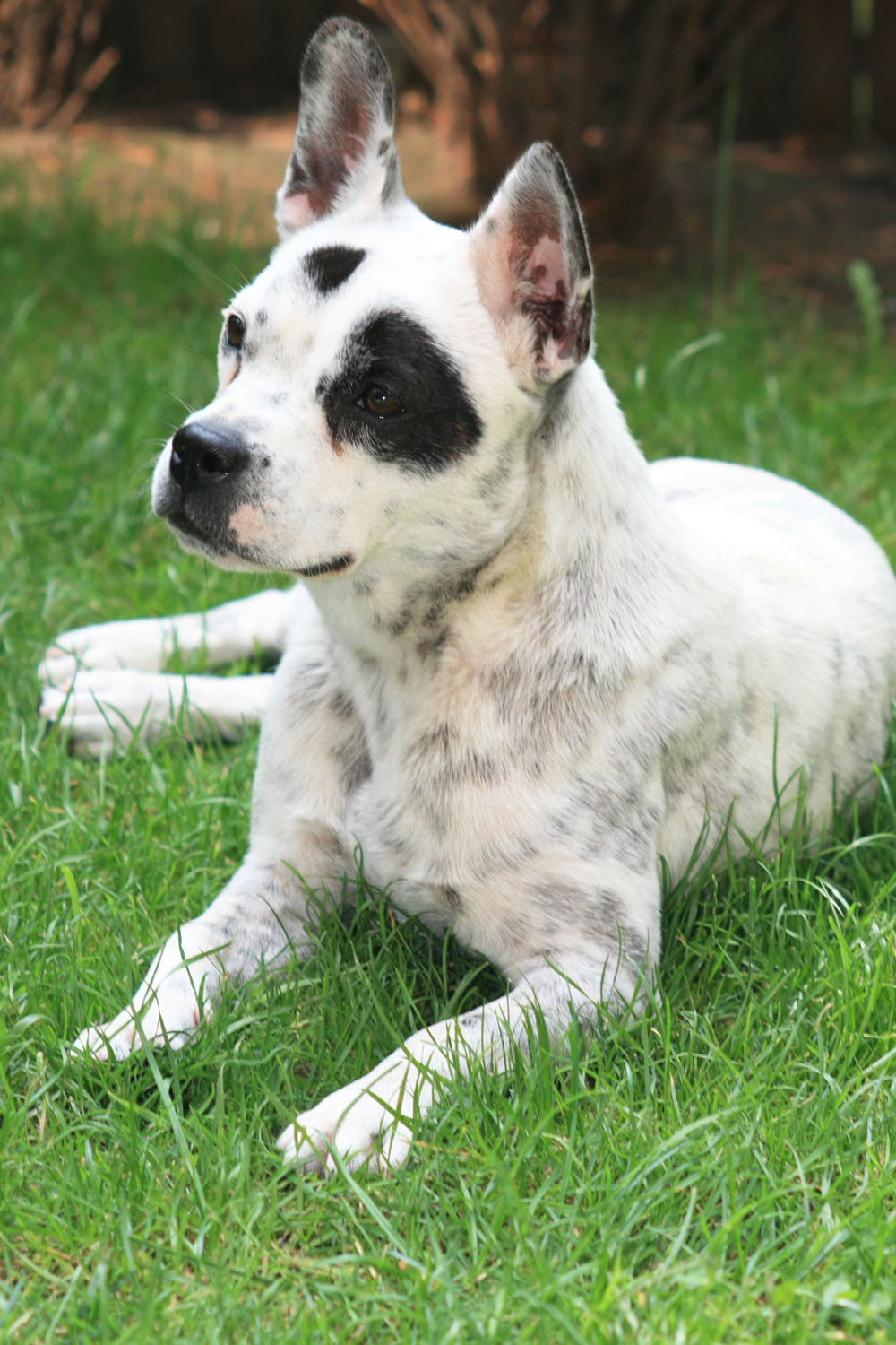 Mascha (Australian Cattle Dog, Französische Bulldogge) Australian Cattle Dog Französische Bulldogge 